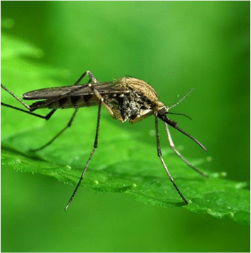 כיצד ניתן לזהות את סוג היתוש?