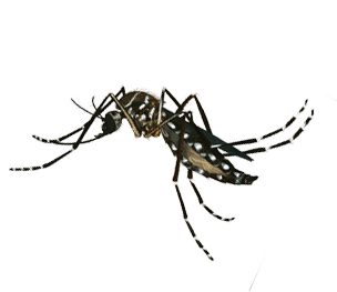 כיצד ניתן לזהות את סוג היתוש?